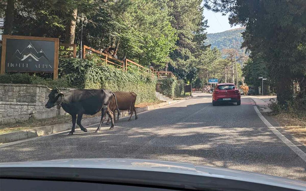Llogara Pass mit Kühen auf der Strasse