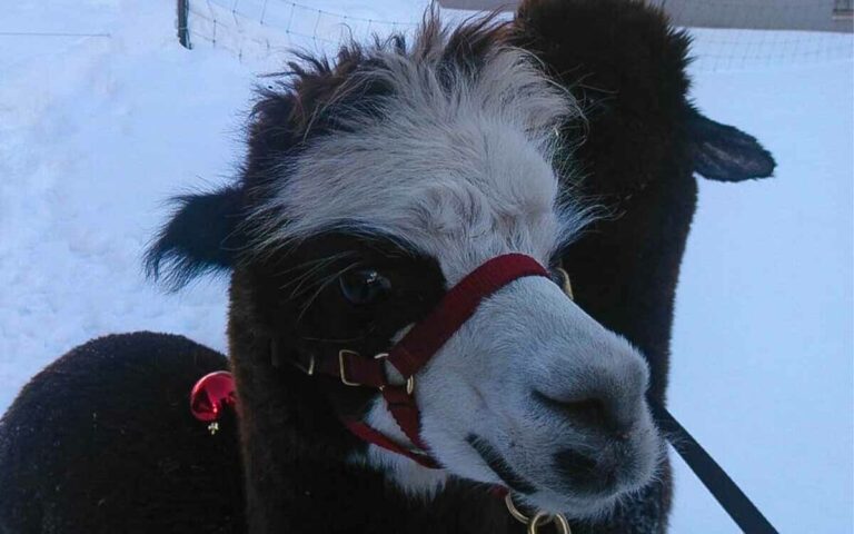 Alpaka Wanderung am Thumeserhof mit Nari und Belmiro