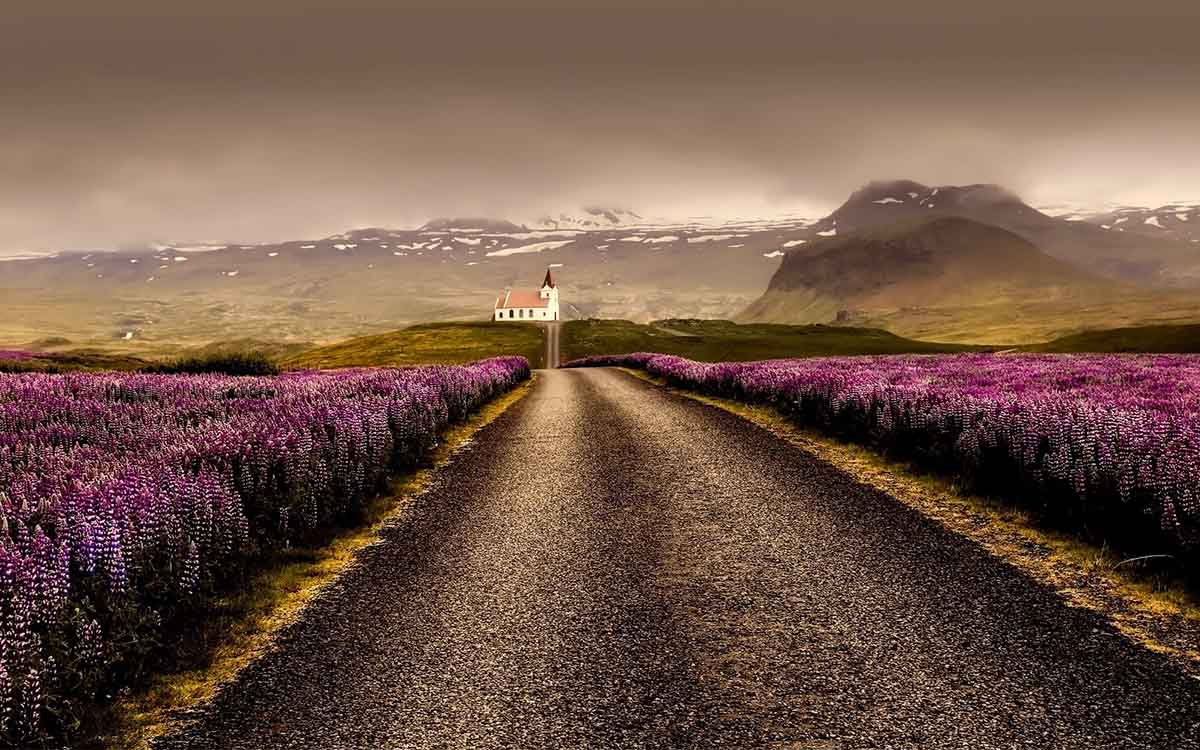 Lavendel und Sommer in Island